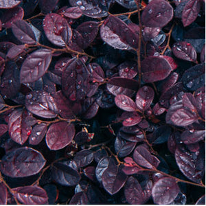 PURPLE DAY DREAM LOROPETALUM (3 gallon) loropetalum chinense