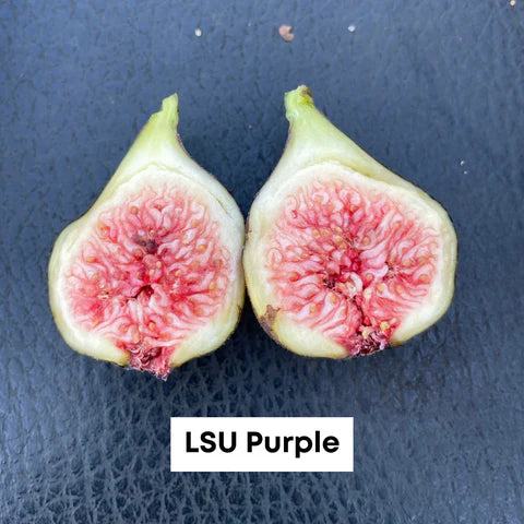 FIG TREE LSU PURPLE  (3 Gallon) ficus carica 'lsu"