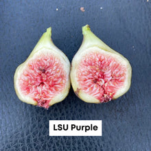 Load image into Gallery viewer, FIG TREE LSU PURPLE  (3 Gallon) ficus carica 'lsu"
