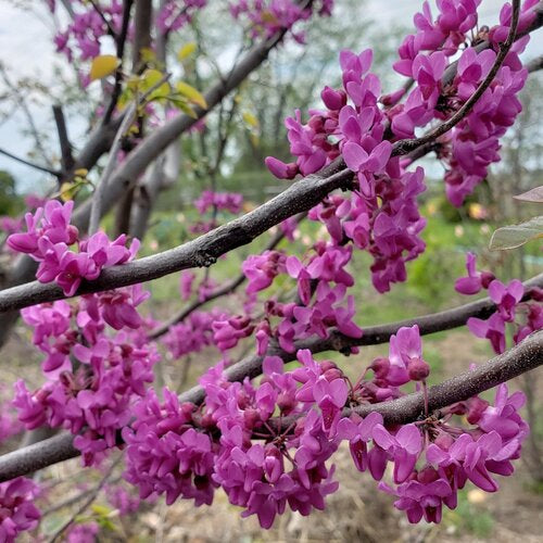 REDBUD TREE LUSCIOUS LAVENDER (5 gallon) cercis canadensis 'Luscious Lavender'