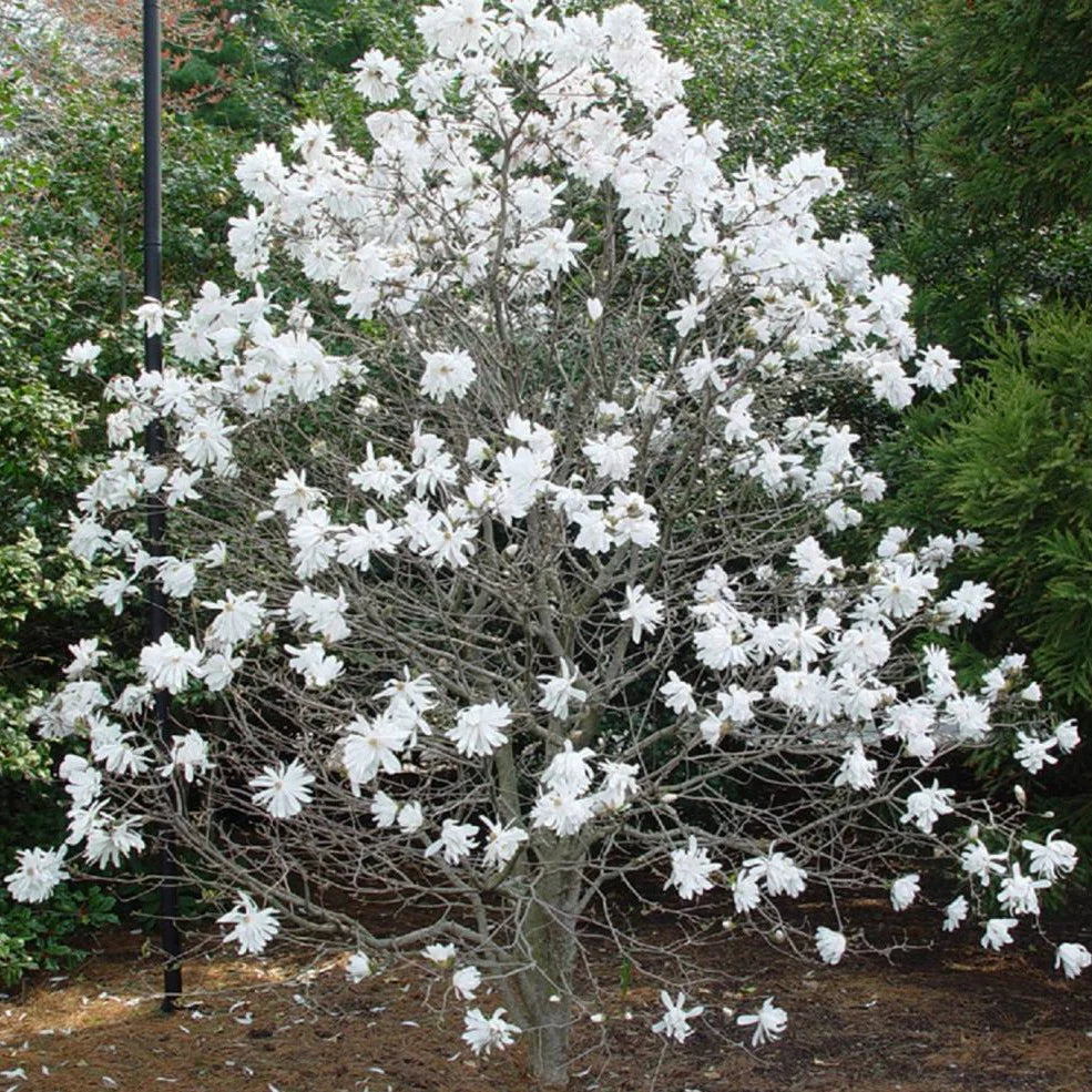 ROYAL STAR MAGNOLIA (3 gallon) magnolia stellata 'Royal Star'