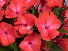 New Guinea Impatiens Petticoat Mango Swirl (4.5" Pot)