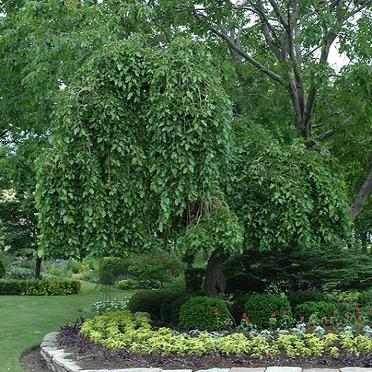MULBERRY WEEPING (15 gallon) Morus alba 'Pendula'