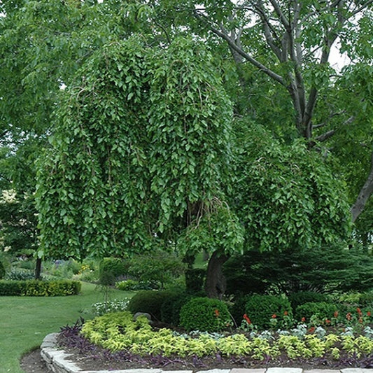 MULBERRY WEEPING (15 gallon) Morus alba 'Pendula'