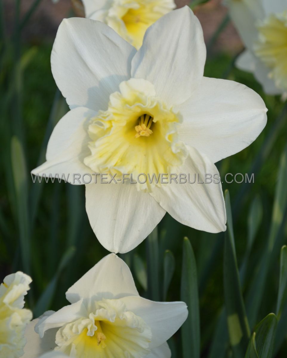 Bulb Narcissus Ice Follies