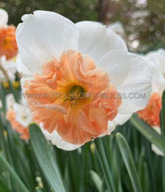 Bulb Narcissus Precocious