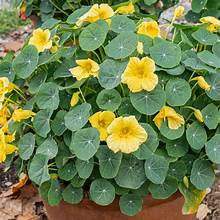 Nasturtium Baby Gold (4") (Shipped)