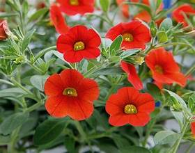 Calibrachoa Minifamous Neo Deep Orange (4.5" Pot) (SHIPPED)