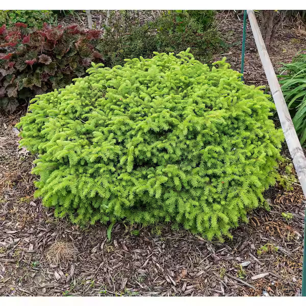 SPRUCE NORWAY LITTLE GEM (1 gallon) Picea abies 'Little Gem'