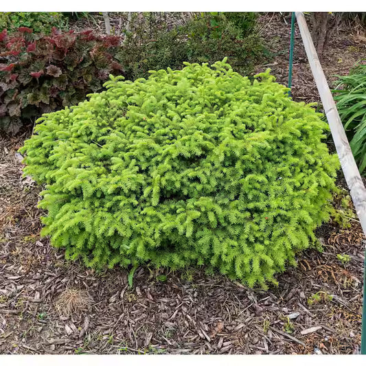 SPRUCE NORWAY LITTLE GEM (1 gallon) Picea abies 'Little Gem'