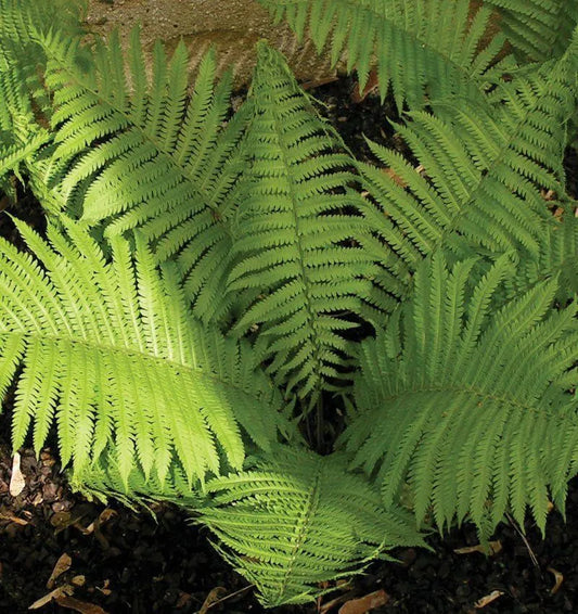 FERN OSTRICH FERN (1 gallon) 'matteuccia struthiopteris'