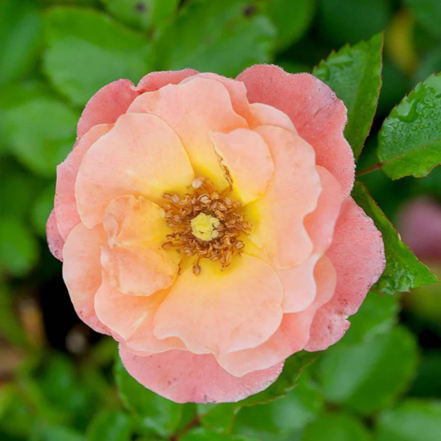 DRIFT ROSE TREE PEACH (5 gallon) Rosa 'Meiggili'