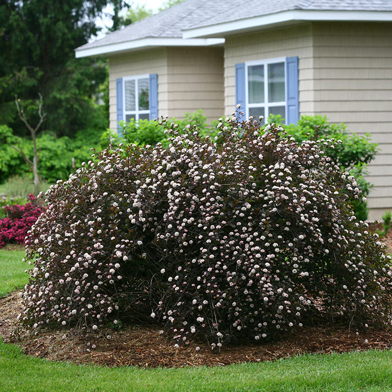 NINEBARK SUMMER WINE (3 gallon) Physocarpus opulifolium