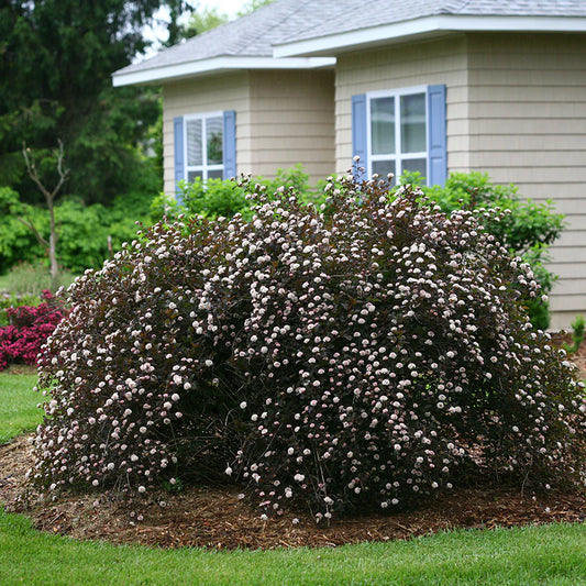 NINEBARK SUMMER WINE (3 gallon) Physocarpus opulifolium