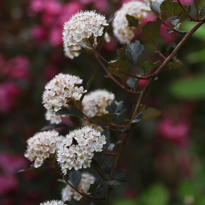 NINEBARK SUMMER WINE (3 gallon) Physocarpus opulifolium