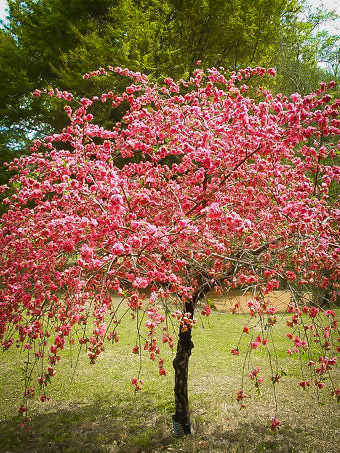PEACH CASCADE WEEPING (7 gallon) Prunus persica 'Cascade'