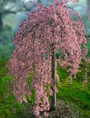 FLOWERING CHERRY Weeping Pink Snow Shower 'Prunus x' (15 Gallon)