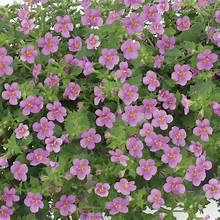 Bacopa Scopia Gulliver Pink (4.5" Pot) (SHIPPED)