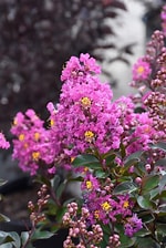 lagerstroemia x 'GA 0810' PRINCESS JADEN CRAPE MYRTLE