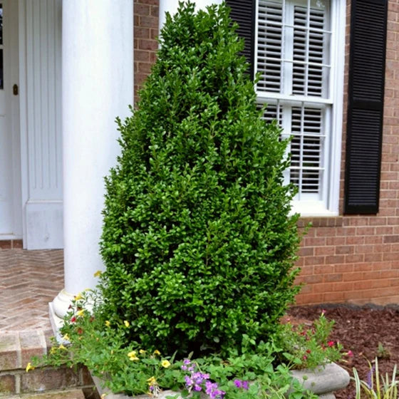 BOXWOOD FAULKNER (5 gallon) buxus 'faulkner'