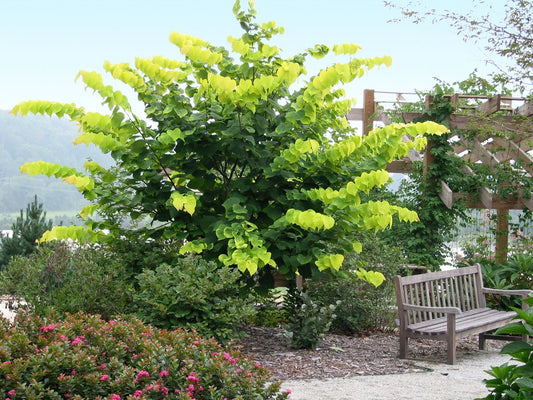 REDBUD TREE HEARTS OF GOLD (5 gallon) Cercis canadensis 'Hearts of Gold'