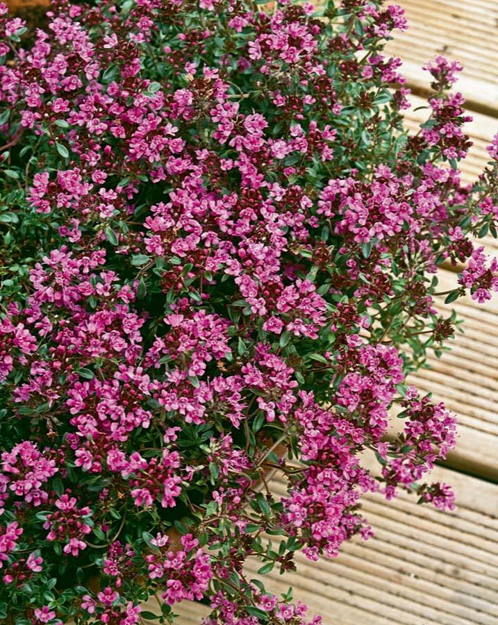 Thymus praecox 'Coccineus' (2.5" Premium)