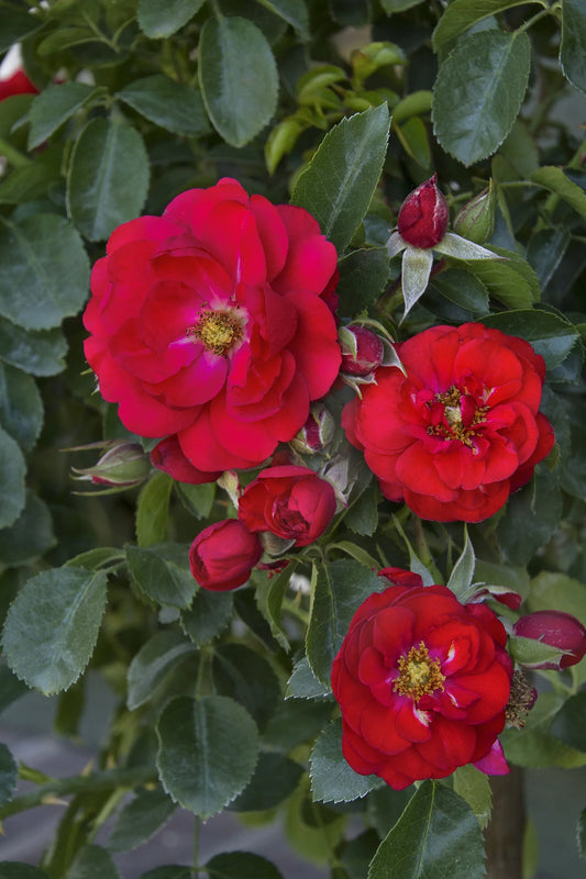 ROSE CARPET (MONROVIA) SCARLET RED (2 gallon) Rosa x 'NOA83100B'