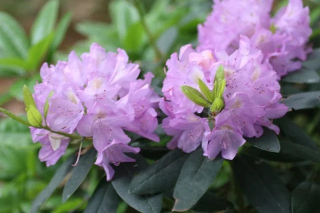 RHODODENDRON GRANDIFLORUM (3 Gallon) rhododendron ‘grandiflorum'