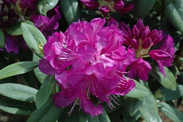 RHODODENDRON PURPLE PASSION (1 gallon) rhododendron 'Purple Passion'