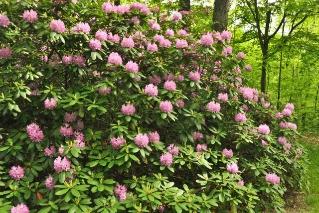 RHODODENDRON ROSEUM PINK (3 Gallon) rhododendron x 'Roseum Pink'