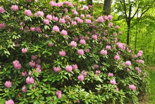Load image into Gallery viewer, RHODODENDRON ROSEUM PINK (1 Gallon) rhododendron x 'Roseum Pink'