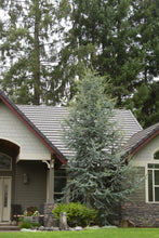 Load image into Gallery viewer, CEDAR BLUE ATLAS (7' BB) 'cedrus atlantica 'Glauca''