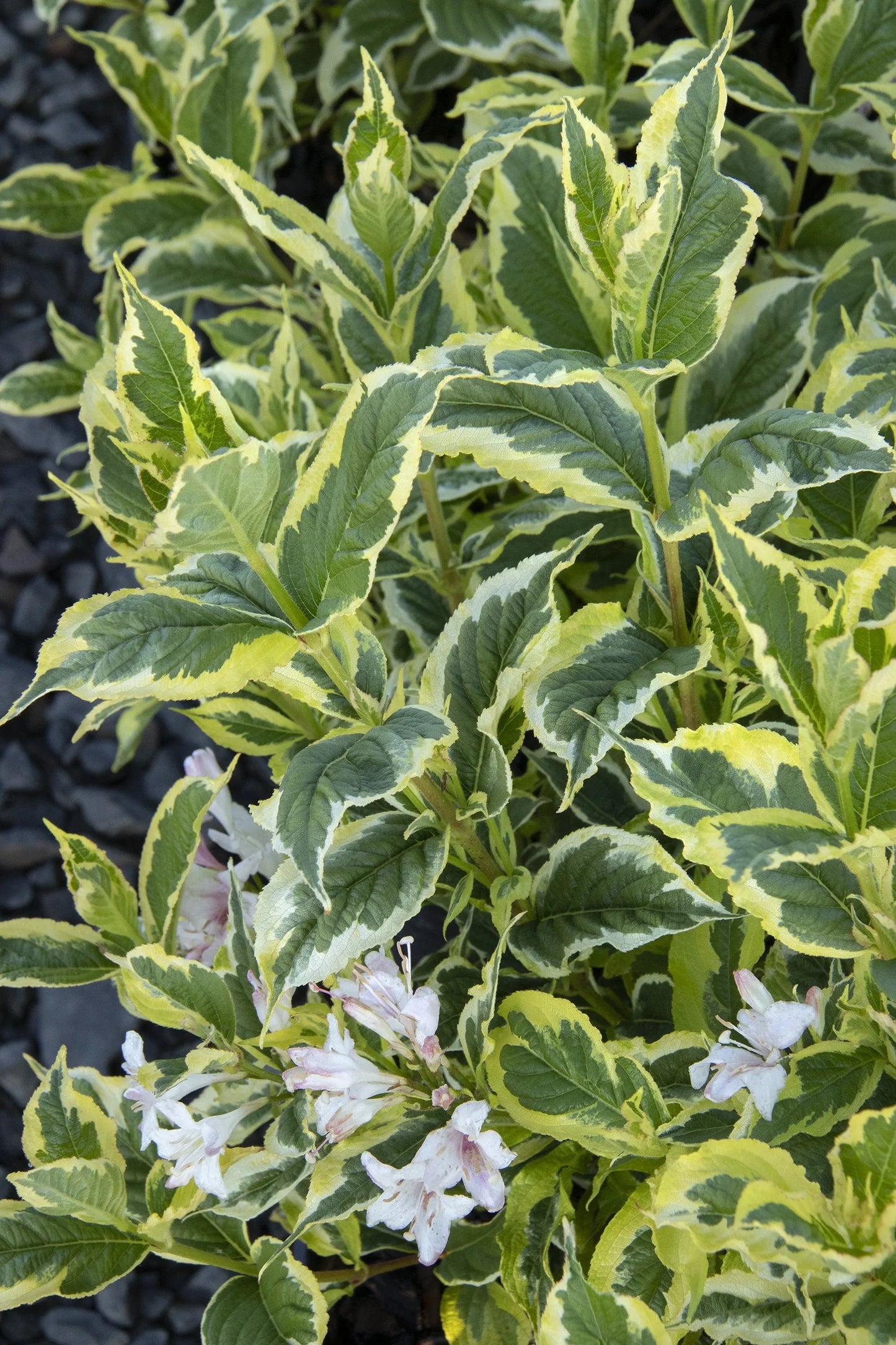 weigela 'Mor-colorful)' (3 gallon) MOR-COLORFULWEIGELA