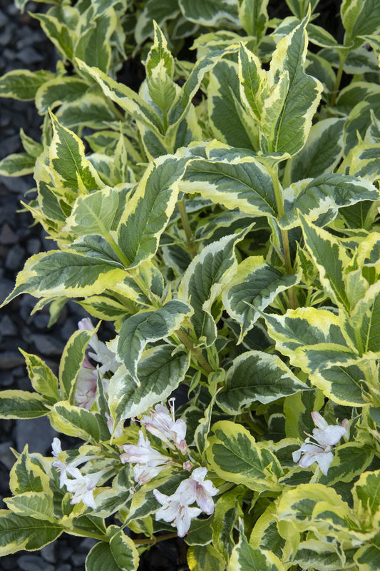 weigela 'Mor-colorful)' (3 gallon) MOR-COLORFULWEIGELA