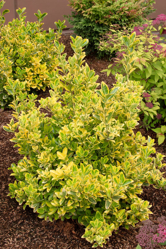 EUONYMUS GOLDEN (7 gallon) euonymus japonica 'Aureomarginatus'
