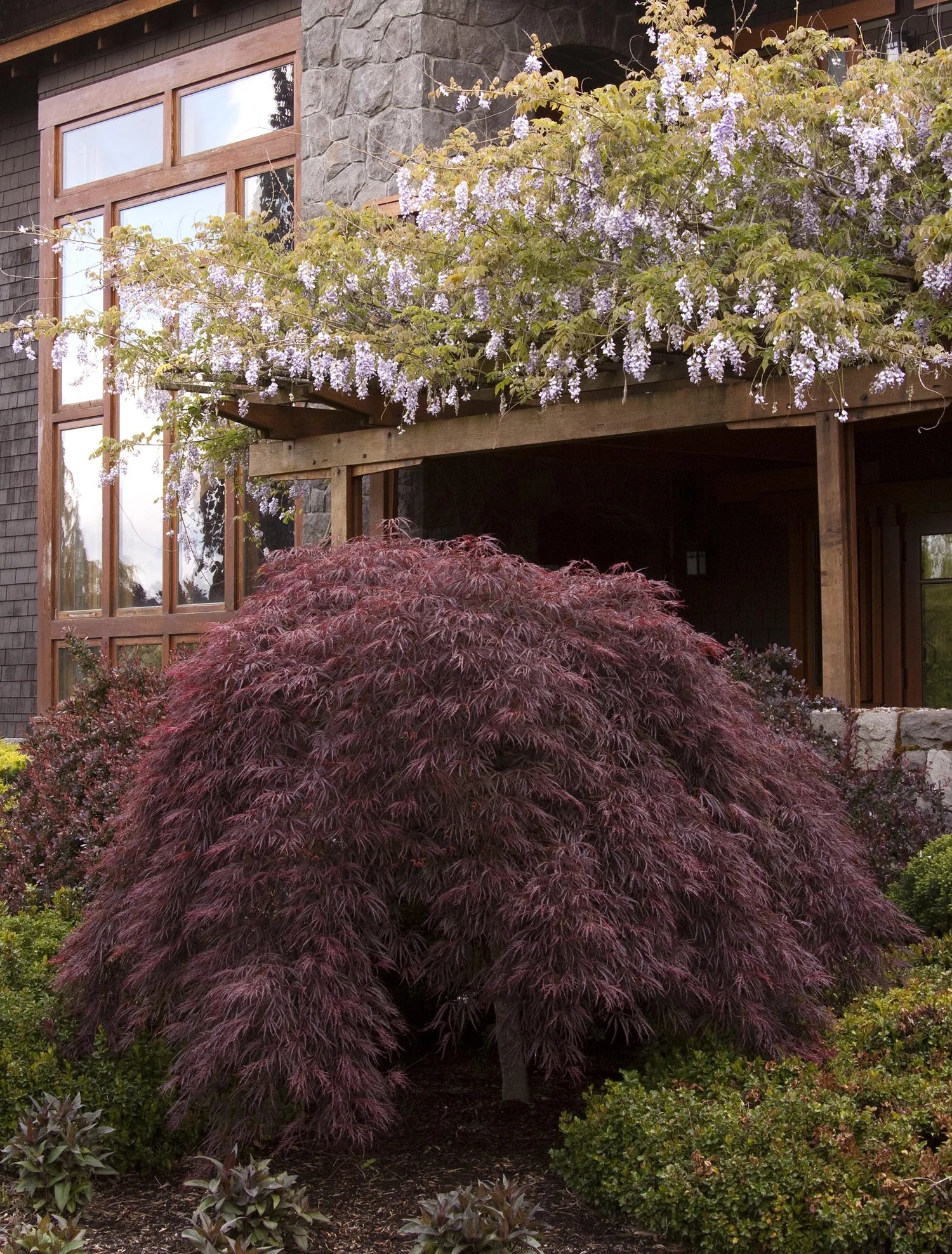 Needham's Nursery Japanese Maple