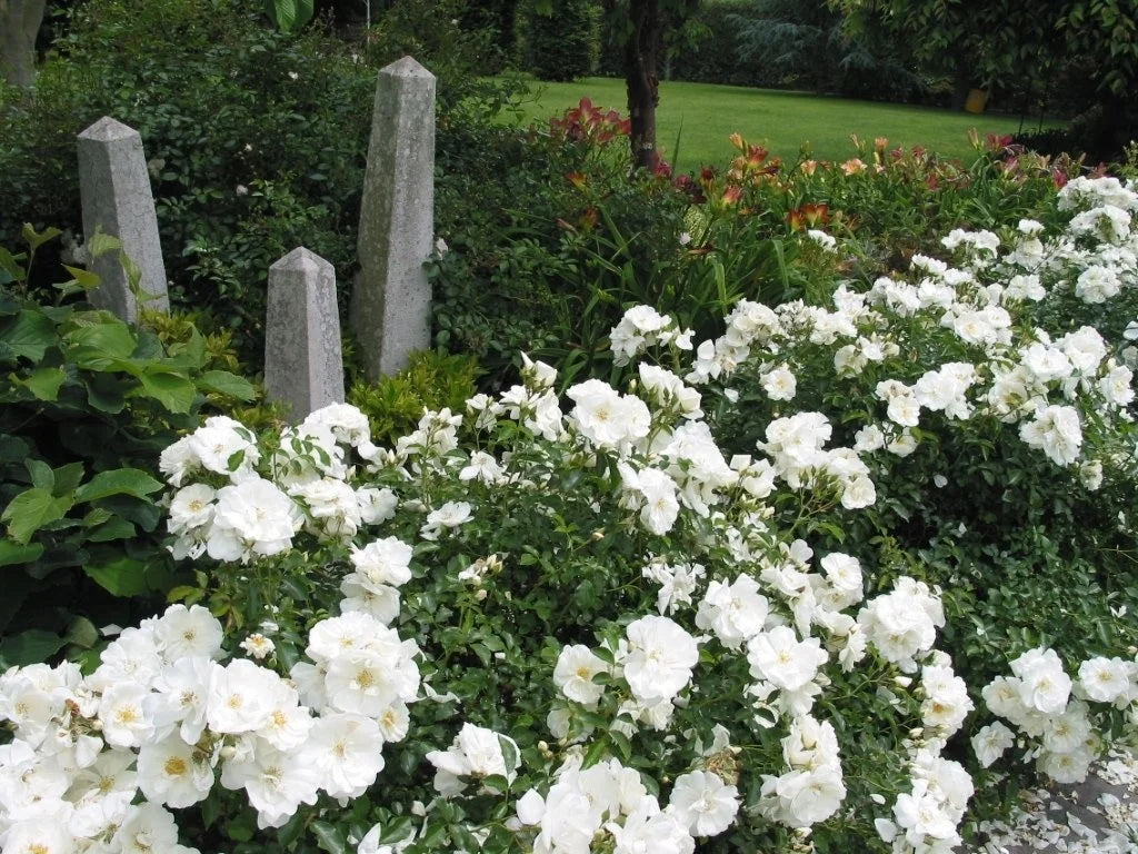 ROSE CARPET (MONROVIA) WHITE (2 gallon) Rosa x 'Noaschnee'