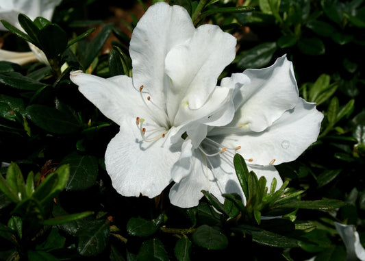 azalea x AZALEA BLOOM-A-THON WHITE (3 GALLON)