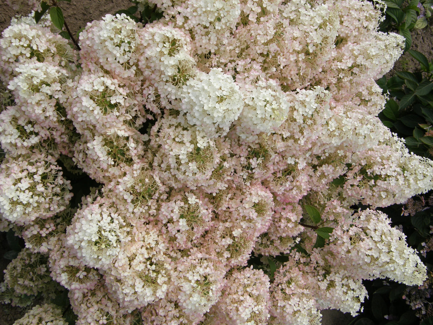 BOBO HYDRANGEA (3 Gallon) hydrangea "Bobo"