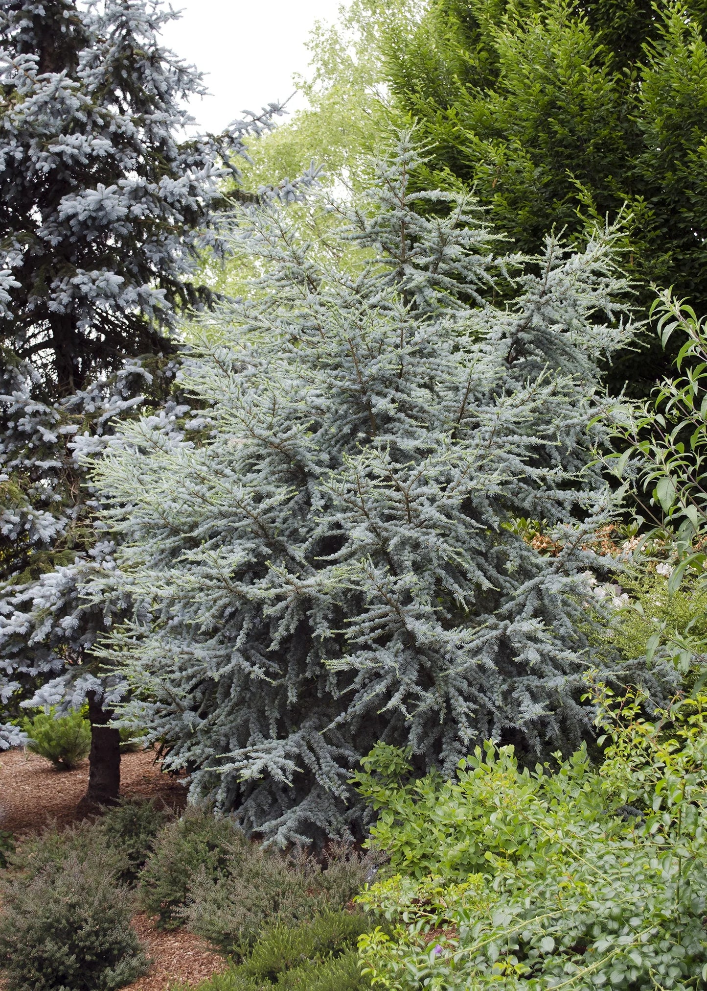 CEDAR HORSTMANN BLUE ATLAS (5' B&B) cedrus atlantica 'Horstmann'