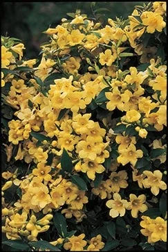 JASMINE ECHO DUET (2 gallon) Gelsemium rankinii & Gelsemium sempervirens