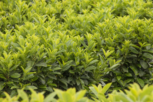 LAUREL SCHIPKA (3 gallon) prunus laurocerasus 'Schipkaensis Nana'