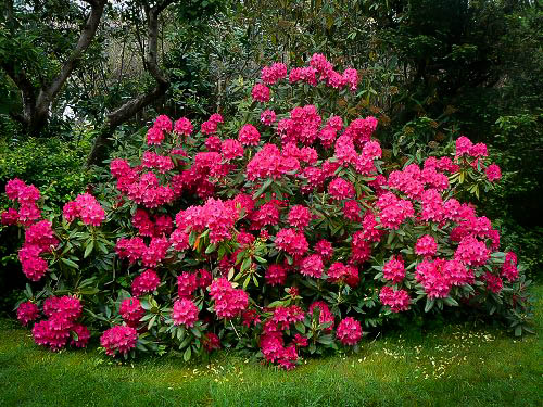 RHODODENDRON NOVA ZEMBLA (3 Gallon) rhododendron x 'Nova Zembla'