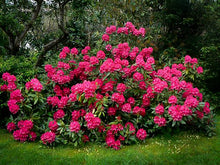 Load image into Gallery viewer, RHODODENDRON NOVA ZEMBLA (3 Gallon) rhododendron x 'Nova Zembla'