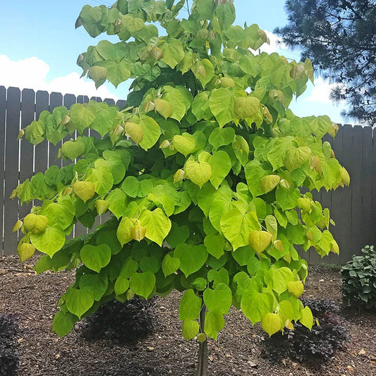REDBUD TREE RISE AND SHINE (5 gallon) cercis canadensis 'Rise and Shine'