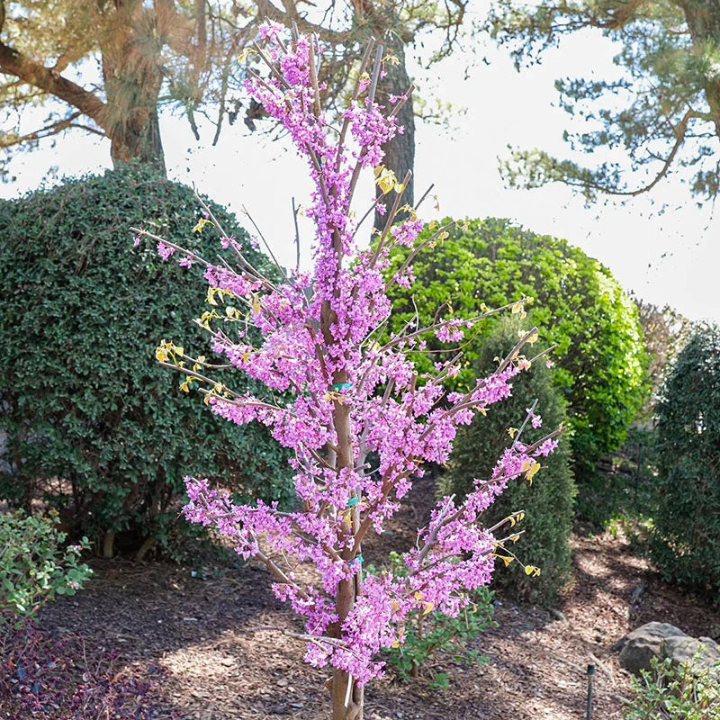 REDBUD TREE RISE AND SHINE (5 gallon) cercis canadensis 'Rise and Shine'