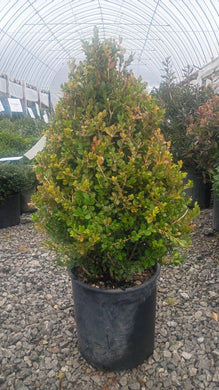 BOXWOOD FAULKNER (5 gallon) (Buxus Faulkner)