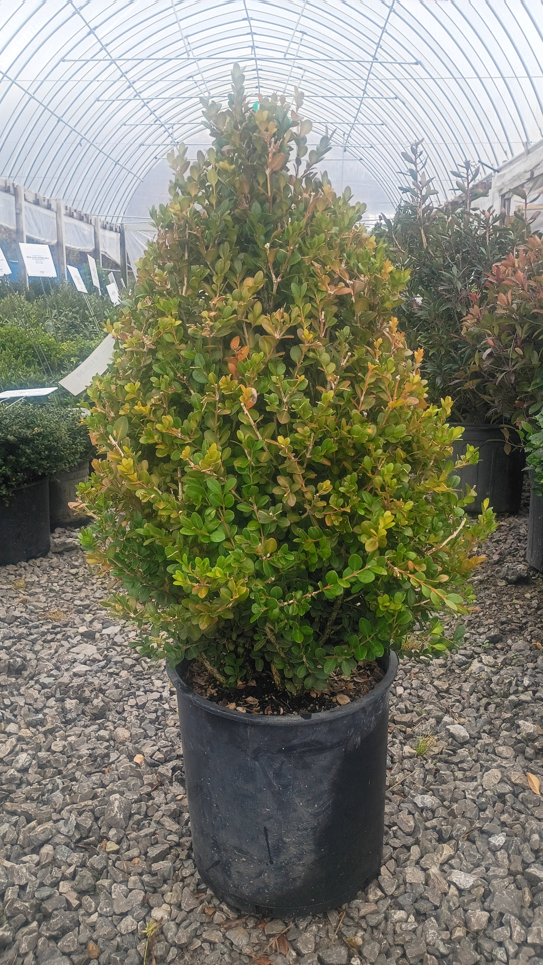 BOXWOOD FAULKNER (5 gallon) (Buxus Faulkner)