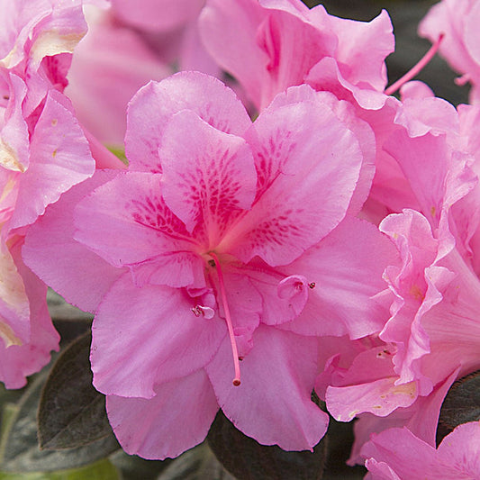 AZALEA ENCORE AUTUMN CARNATION (3 Gallon) azalea x 'encore'