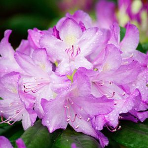 RHODODENDRON ROSEUM PINK (1 Gallon) rhododendron x 'Roseum Pink'